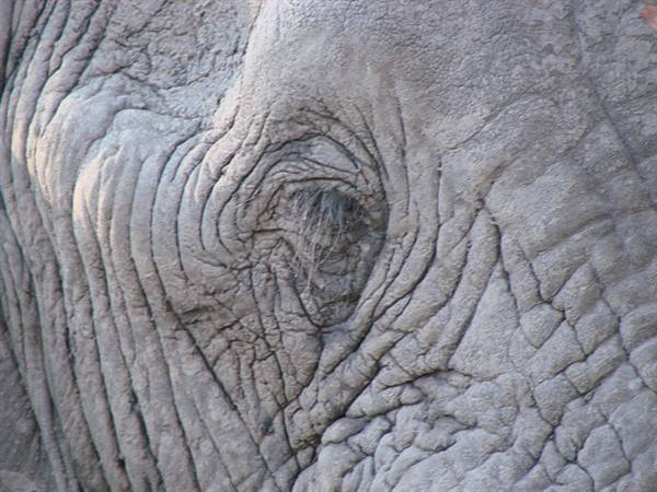 Elephant eye among wrinkled grey skin folds, natural light