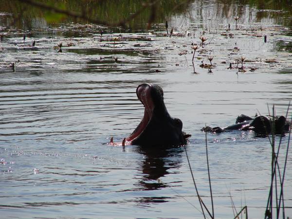 Hippo yawning wide among water lilies and reeds, shimmering water