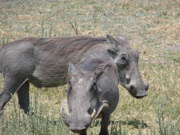 Two warthogs with curved tusks walk through dry grass