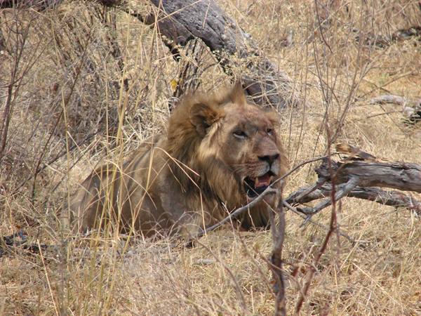 Male lion lying among dry grass and bare branches, sunlight