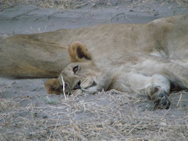 Young lioness lying on grey sand among dry grass, resting while looking at camera