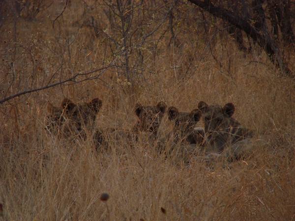 cubs waiting for the return of the adults who went hunting
