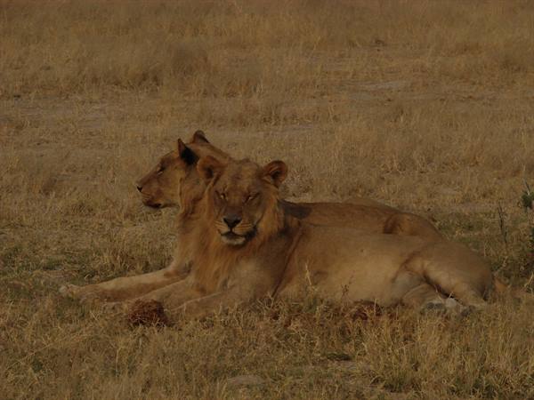 Two lions lying on dry grass in the savanna