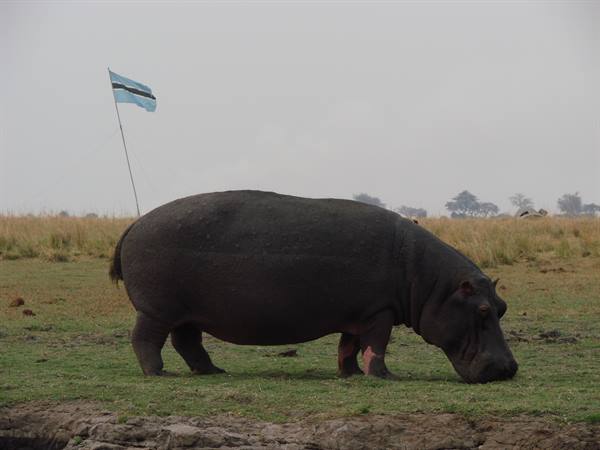 Hippopotamus grazing on green grass near the river, Botswana flag