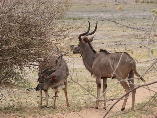 Two greater kudu antelopes with spiral horns among dry bushes