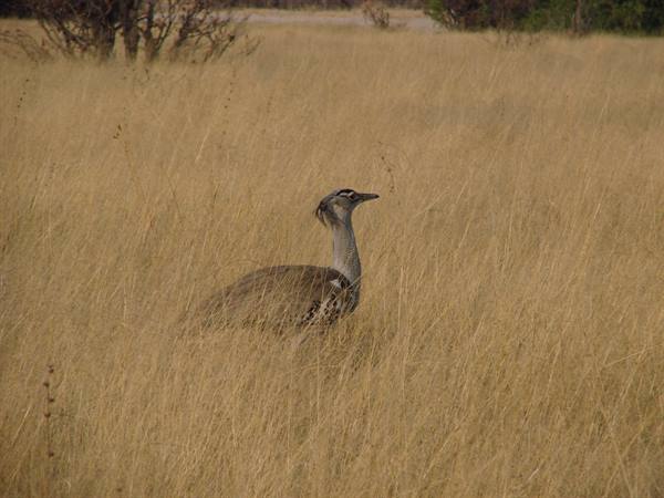 A large kori bustard walks through tall dry golden grass