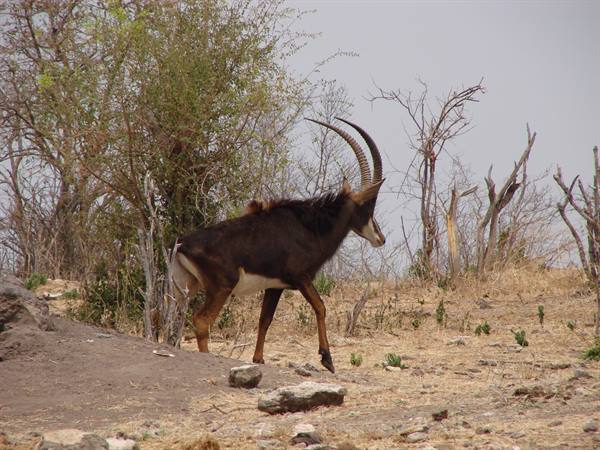 Sable antelope with long curved horns walks among dry bushes and rocks