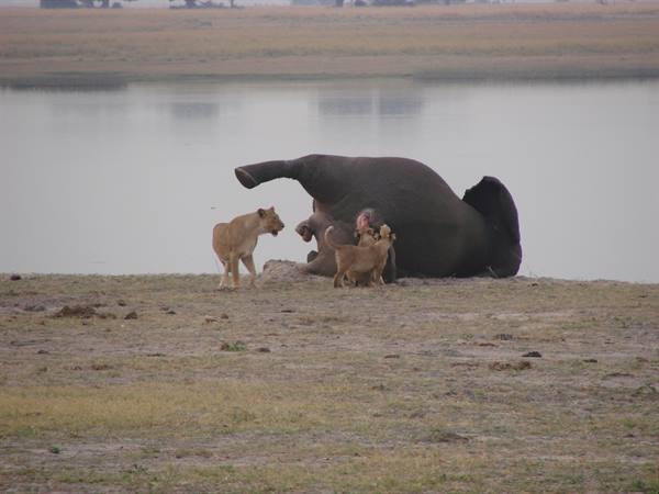 Lions feeding on a dead elephant by a riverbank