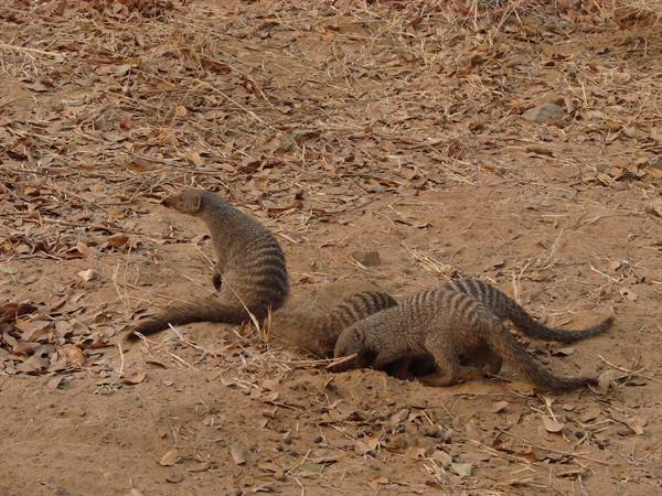 Banded mongooses dig in dry dirt among dead leaves
