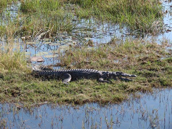 Crocodile lying still between grass and calm water in sunny swamp