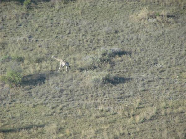 A giraffe walks alone across a dry grassy hillside with scattered bushes