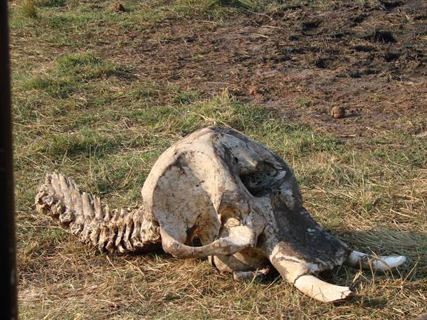 Elephant skull and vertebrae with white tusks on dry grass