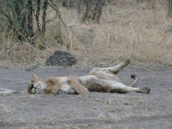 Lioness lying on her back in the dust among dry grass and bushes