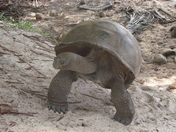 giant tortoises at curieuse