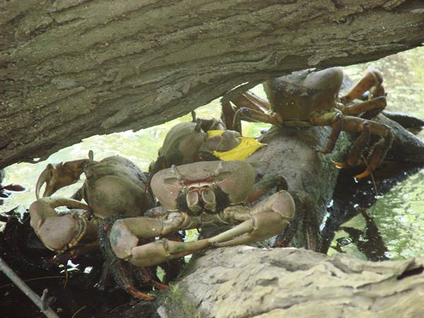 crabs at petite anse