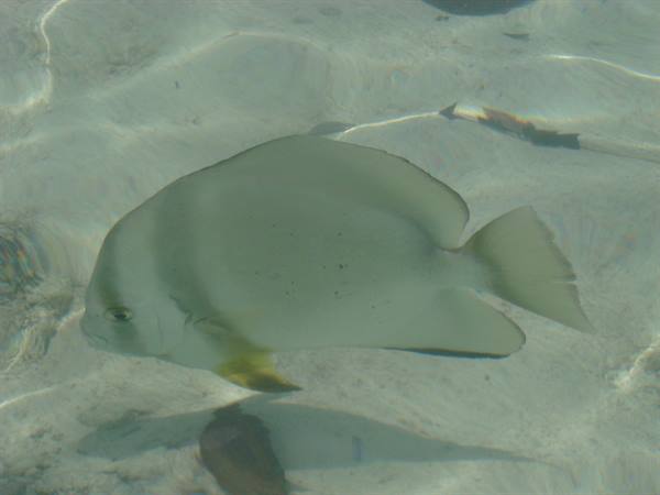 Grey batfish swimming in shallow clear water above sandy seabed