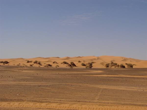 Golden sand dunes with scattered shrubs under blue sky in the Sahara desert