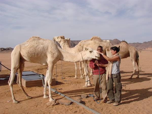 stop at a well - meeting with dromedaries