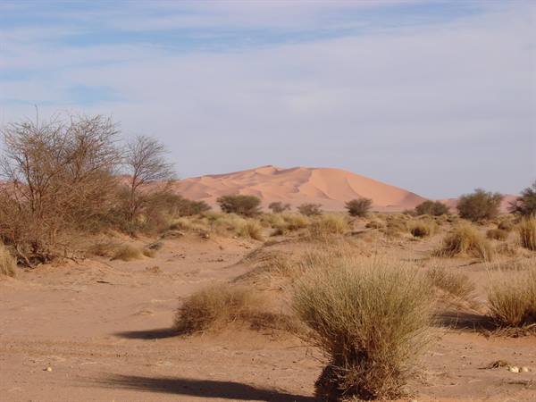 Red dune rising behind dry bushes and sandy plain, morning light in the Namib