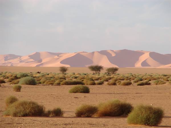 Pink sand dunes behind scattered desert shrubs under soft light