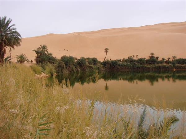 Oasis lake with palms and reeds at the foot of sand dunes, Ubari