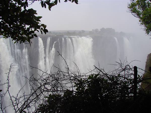 Victoria Falls: massive water cascades amid rising mist and thorny branches