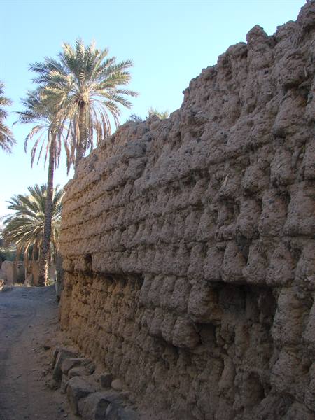 Ancient mud-brick wall with date palms under a blue sky
