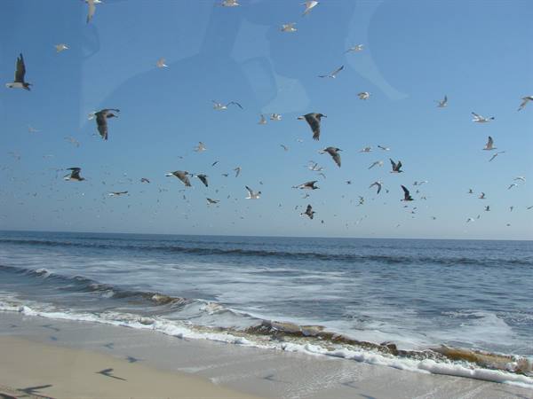 Flock of seagulls flying over sandy beach with waves and foam
