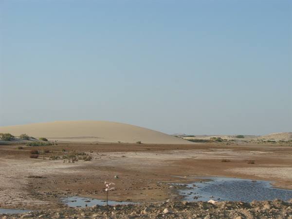 Sand dune behind a salt marsh with shallow water pools and scattered shrubs