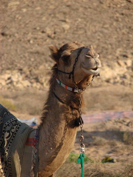 Camel with green rope and decorated saddle among dry rocky hills