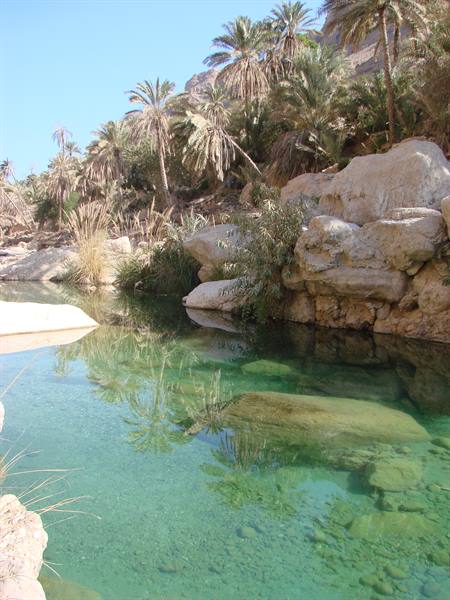 Clear green water between rocks and date palms in a sunny wadi