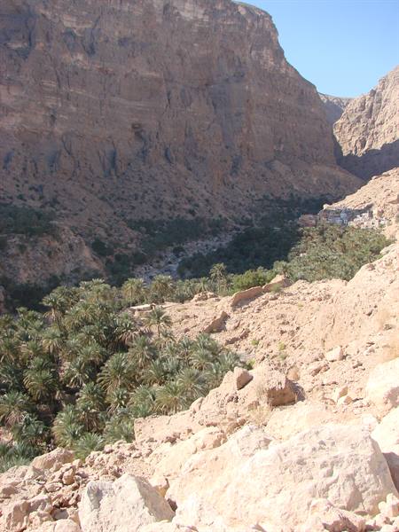 Palm grove in rocky valley beneath limestone cliffs, midday light
