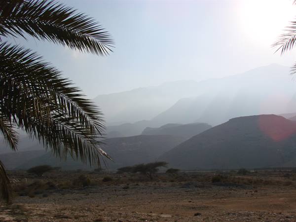 Palm frond over dry stony ground with hazy mountains against the sun