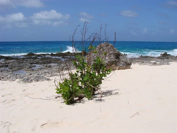 Green shrub on white sand, rocks and turquoise waves under blue sky
