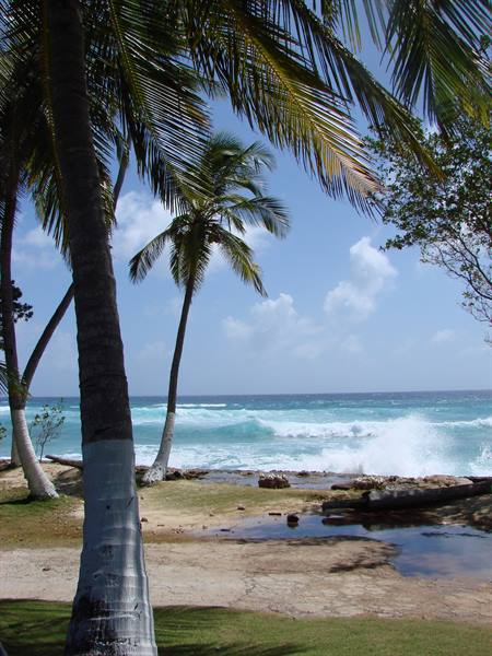 Palm trees on sandy beach, waves breaking on turquoise sea under blue sky