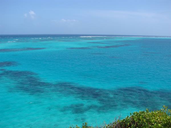 Turquoise sea with submerged coral reef, green bushes in the foreground