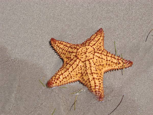 Orange five-armed starfish wet from seawater on gray sand