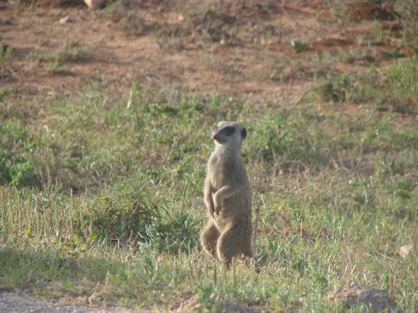 Meerkat standing upright on dry grass, alert