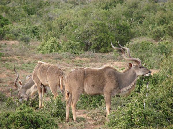 Kudu