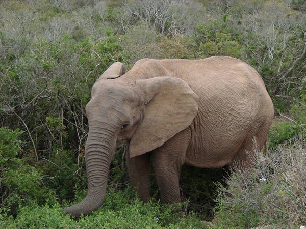 Dusty elephant among green bushes, trunk reaching down to the ground