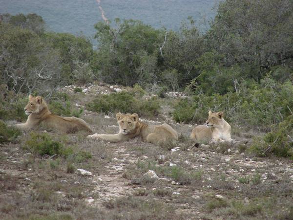 Three lionesses lying among bushes and rocks in dry scrubland