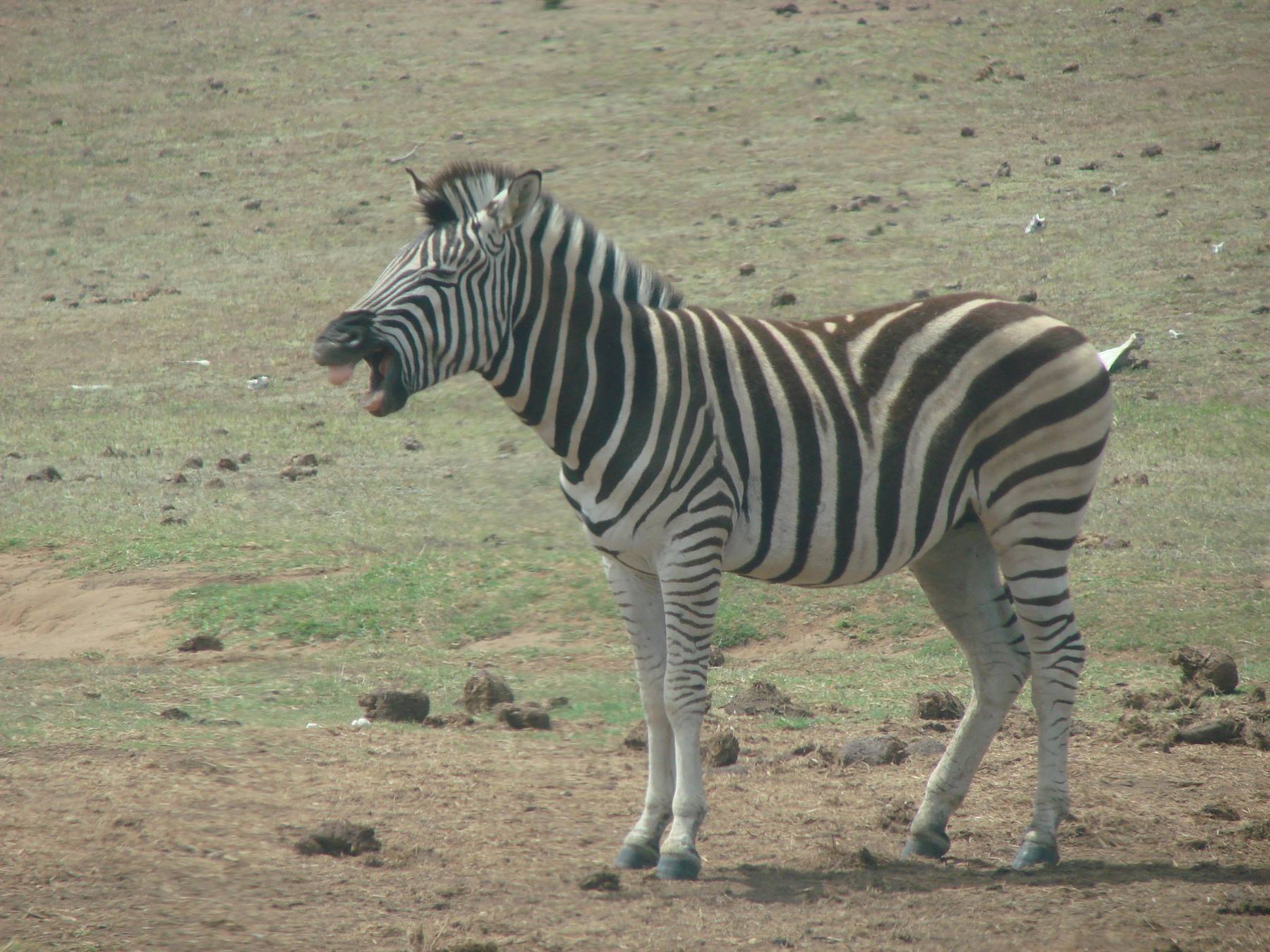 Zebra on grassy savanna ground opens its mouth among dry scrub