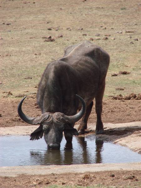 Buffalo with large curved horns drinks at a waterhole on dry savanna