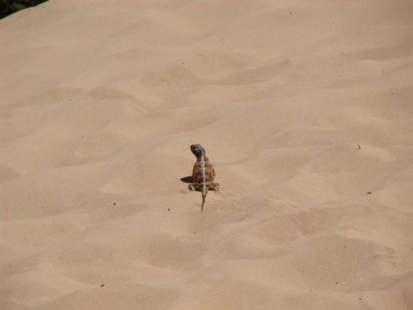 Camouflaged lizard on pale sand of a sunlit dune