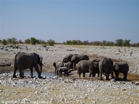 Elephants at the Olifantsbad waterhole (Etosha)