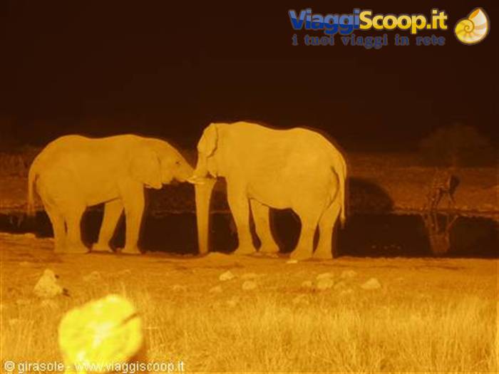 Okaukuejo waterhole at night