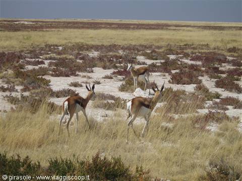 Springboks in Etosha park