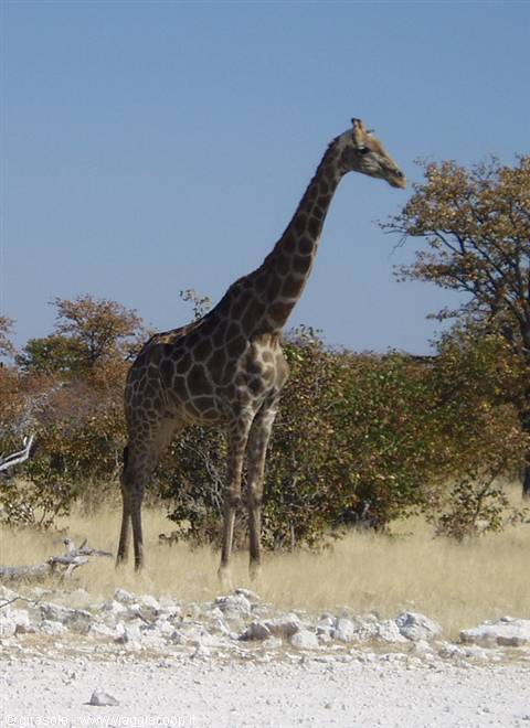 Giraffe in Etosha