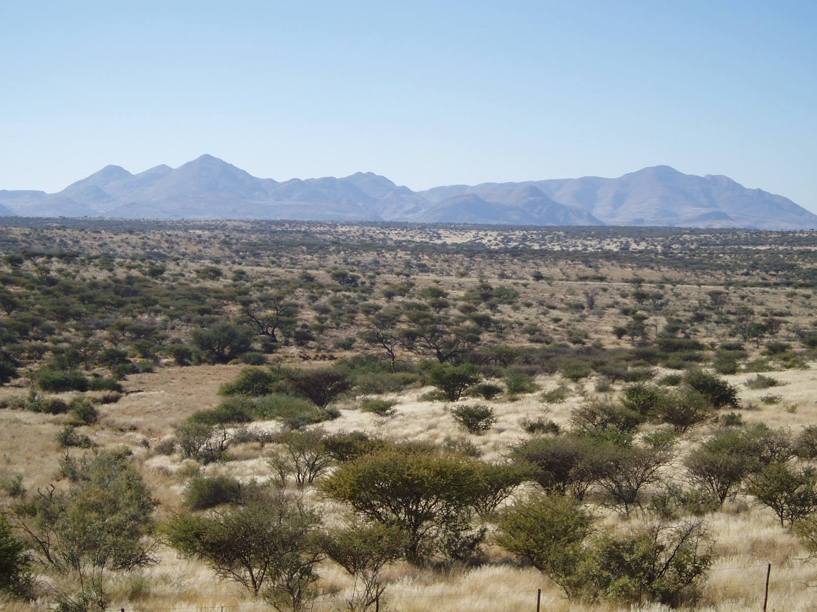 Savanna bushes and dry grass in front of hazy blue mountains