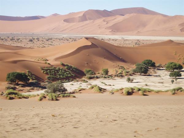 Red sand dunes with acacia trees and green bushes, Sossusvlei